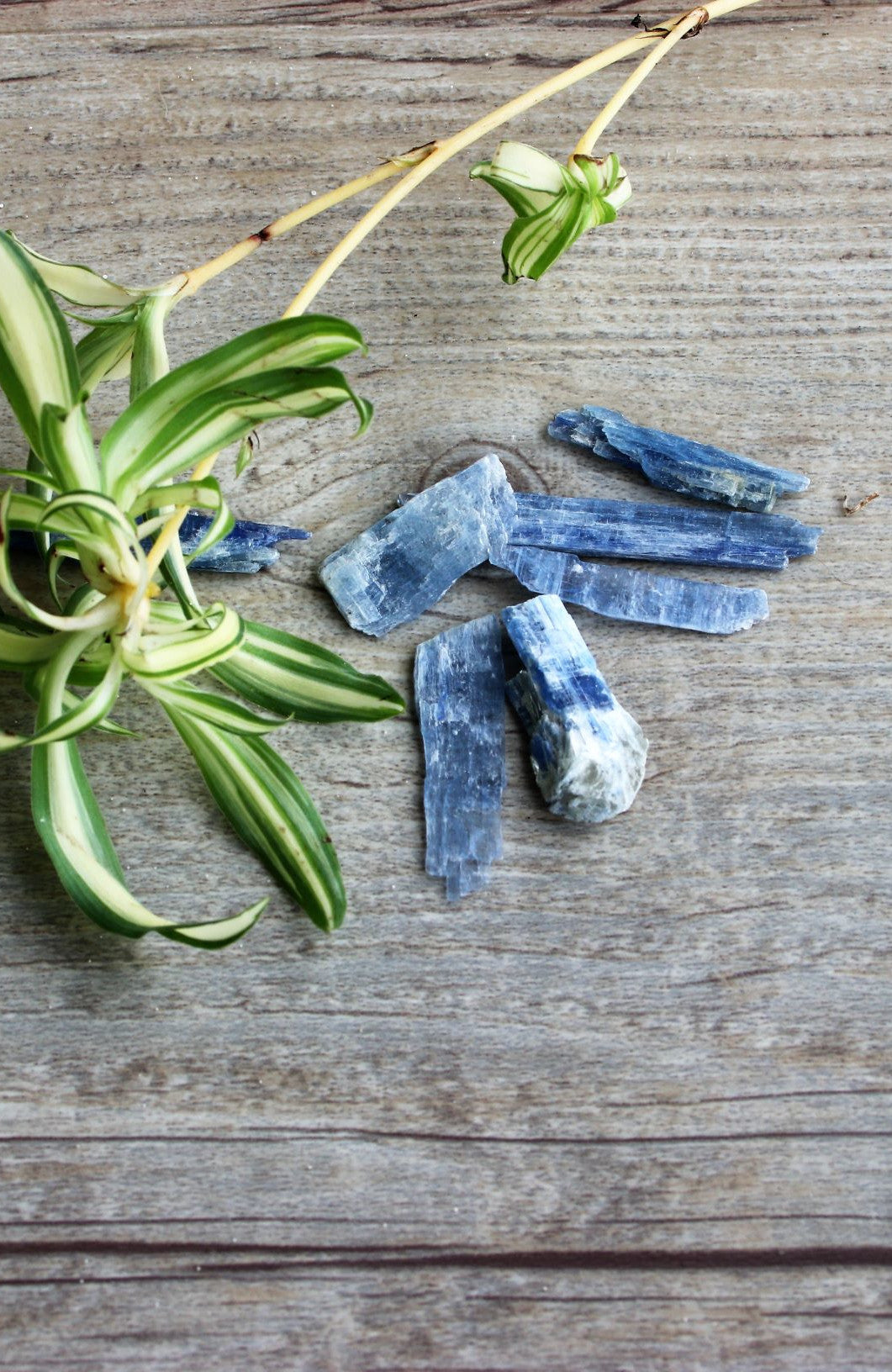 Kyanite Blades -  Raw